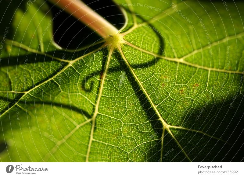 Beautiful Grape Leaf Hintergrundbild Design Ernährung Image Leben Natur Ornament ornamental Sommer Symbole & Metaphern Pflanze Frucht abstract agriculture bush