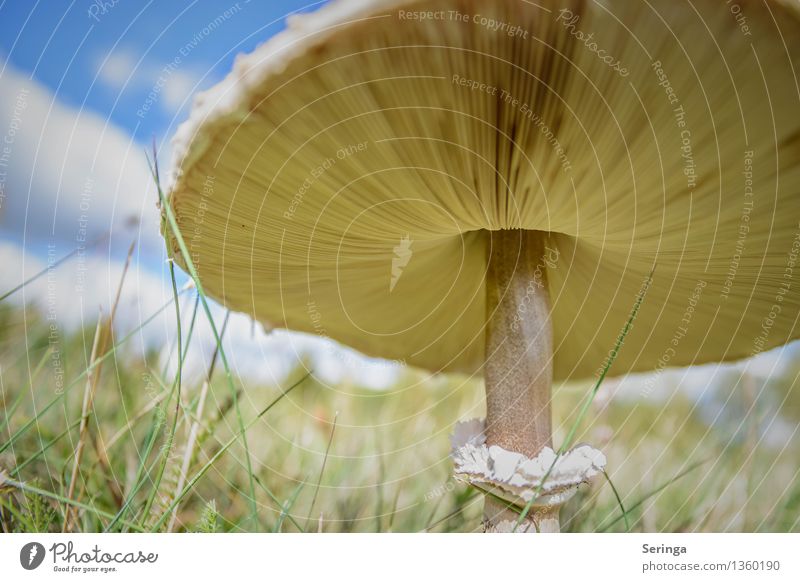 Der Sonne entgegen Lebensmittel Umwelt Natur Landschaft Pflanze Tier Herbst Garten Park Wiese entdecken Wachstum Pilz Pilzhut Pilzsucher Pilzsuppe Pilzkopf