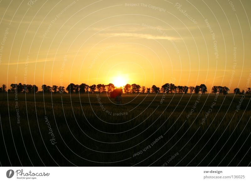 GROSSGRUNDBESITZER Feld Wiese Nebel Regenschirm Sonnenschirm Mann Gras Grasbüschel Baum Wald Morgen Tau Wassertropfen Schweben rot weiß Halm Pflanze feucht nass