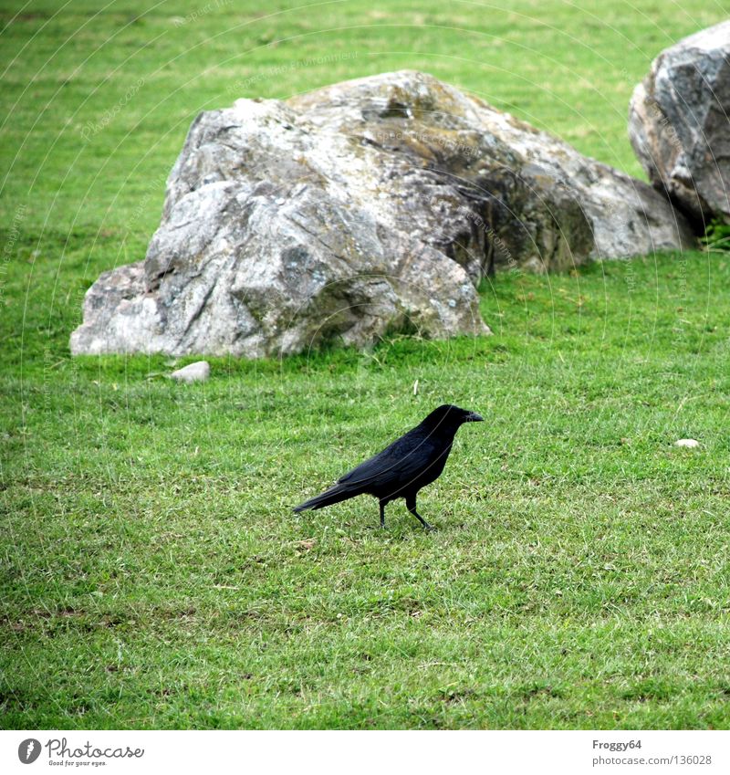 Nachzügler Rabenvögel Vogel schwarz grün Gras Wiese Blume Schnabel Schwanz Tier Zoo Gehege Krähe Frühling Luftverkehr Feder gefieder schwingen laufen gehen