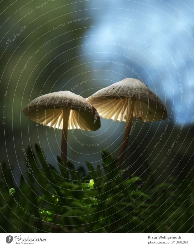 Traute Zweisamkeit mit wechselndem Hintergrund Umwelt Natur Pflanze Himmel Herbst Schönes Wetter Moos Moosteppich Wald leuchten stehen Wachstum schön blau grün