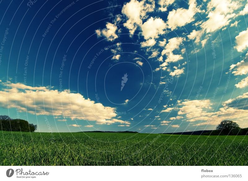 Greenish II Sommer Panorama (Aussicht) Wolkenhimmel Wolkenfetzen Schönes Wetter Ferne Feld Ackerbau Landschaft Natur malerisch Weitwinkel Zentralperspektive