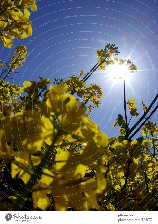 SonnenÖl Raps Feld Rohstoffe & Kraftstoffe Frühling Bauernhof Landwirtschaft Biodiesel gelb Geruch Sonnenaufgang Blüte Tier Industrie Erdöl Himmel Natur