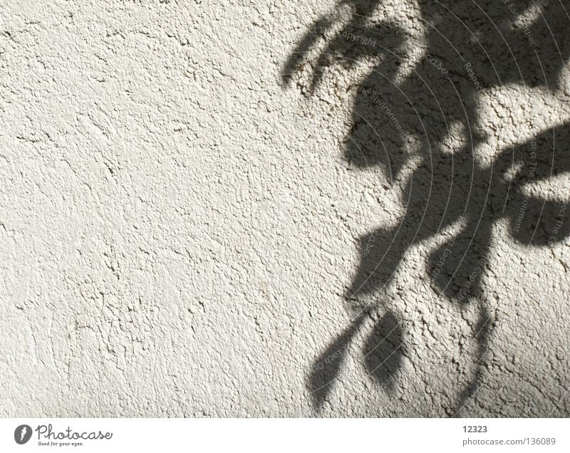 flowers on the wall Blume Wand Tapete graphisch Hintergrundbild dunkel schwarz weiß Efeu Blatt ruhig Muster Trauer Verzweiflung Herbst Schatten hell shadows