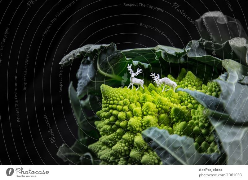 Weiße Hirsche auf Romanescokohl Ferien & Urlaub & Reisen Ferne Freiheit Umwelt Natur Landschaft Pflanze Tier ästhetisch authentisch Gefühle selbstbewußt