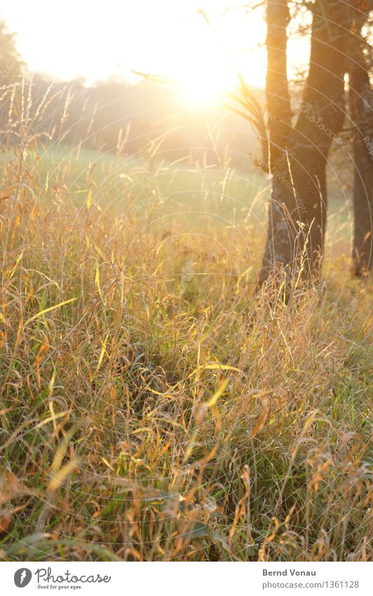 warm Umwelt Natur Landschaft Pflanze Herbst Baum Sträucher Feld schön Gefühle Zufriedenheit Leben trocken Wärme gelb orange Baumstamm Farbfoto Außenaufnahme