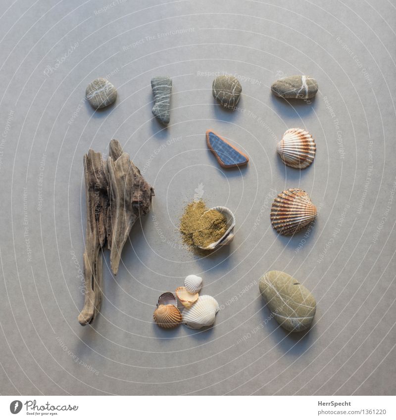 Fundsachen Strand Ferien & Urlaub & Reisen Souvenir Sammlung Sammlerstück Stein Sand Holz authentisch maritim natürlich Treibholz Muschelschale Kieselsteine