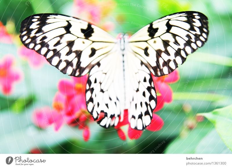 stoffvorlage Natur Pflanze Tier Frühling Sommer Schönes Wetter Blume Blatt Blüte Garten Park Wiese Wildtier Schmetterling Flügel 1 Blühend Erholung fliegen