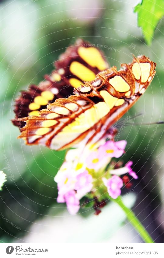 für barbara:) Natur Pflanze Tier Blume Blatt Blüte Garten Park Wiese Wildtier Schmetterling Flügel 1 beobachten Blühend Duft fliegen Fressen außergewöhnlich