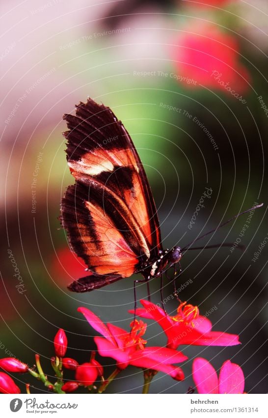 knallig Natur Pflanze Tier Sommer Schönes Wetter Blume Blatt Blüte Garten Park Wiese Wildtier Schmetterling Tiergesicht Flügel 1 beobachten Blühend Duft