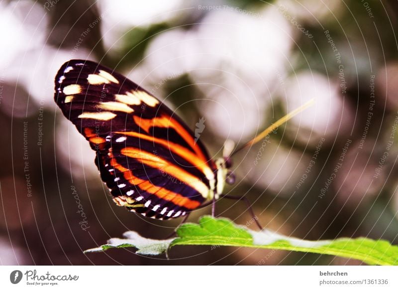 zebra Natur Pflanze Tier Frühling Sommer Baum Blatt Garten Park Wiese Wildtier Schmetterling Flügel 1 beobachten Erholung fliegen Fressen sitzen außergewöhnlich