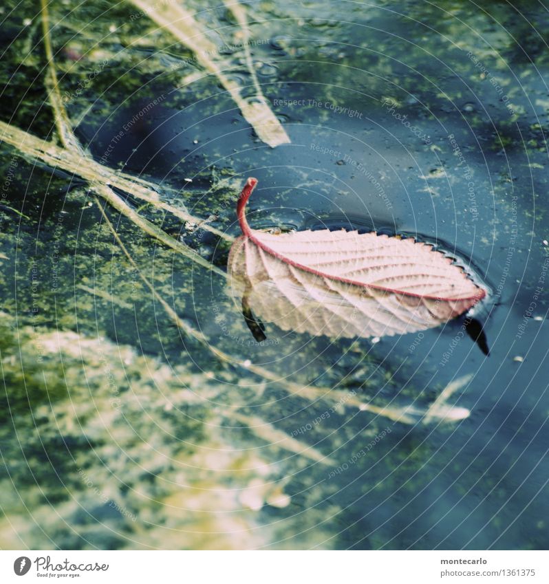 herbst Umwelt Natur Pflanze Urelemente Wasser Herbst Sträucher Blatt Grünpflanze Wildpflanze alt dünn authentisch einfach kalt klein nass natürlich trist wild