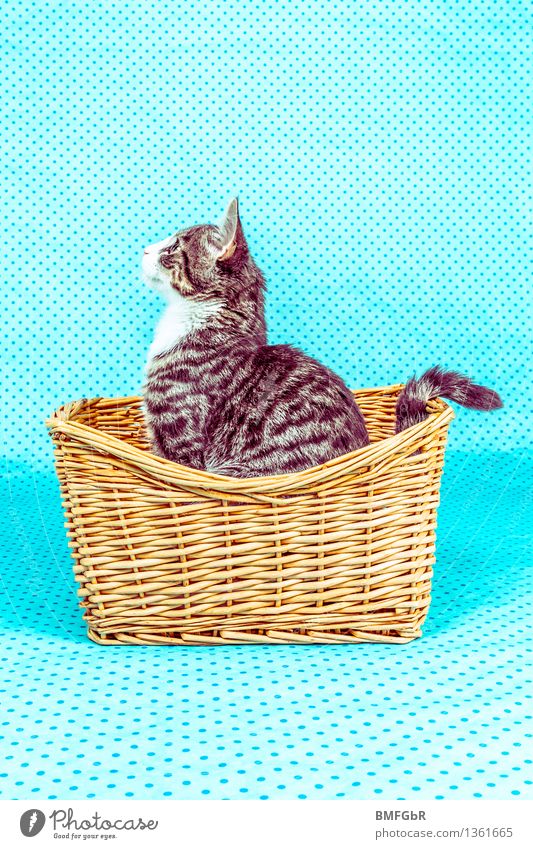 Katzenposing Tier Haustier Fell 1 Tierjunges Korb beobachten sitzen Fröhlichkeit trendy schön Kitsch lustig Neugier niedlich positiv retro blau Freude Leben