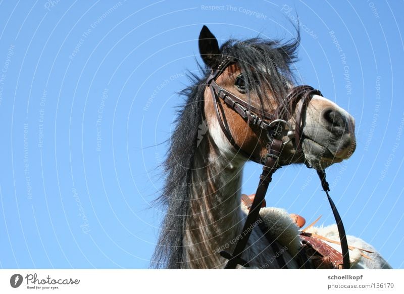 Pony im himmel Pferd Zaumzeug Mähne Freisteller Säugetier Reitsport kleinpferd zügel Himmel Sattel