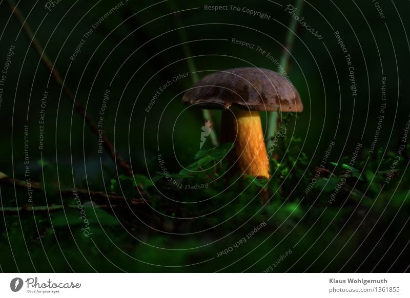 Objekt der Begierde Lebensmittel Pilz Pilzhut Maronenröhrling Umwelt Natur Pflanze Moos Kleeblatt Wald Dekoration & Verzierung stehen Wachstum warten ästhetisch