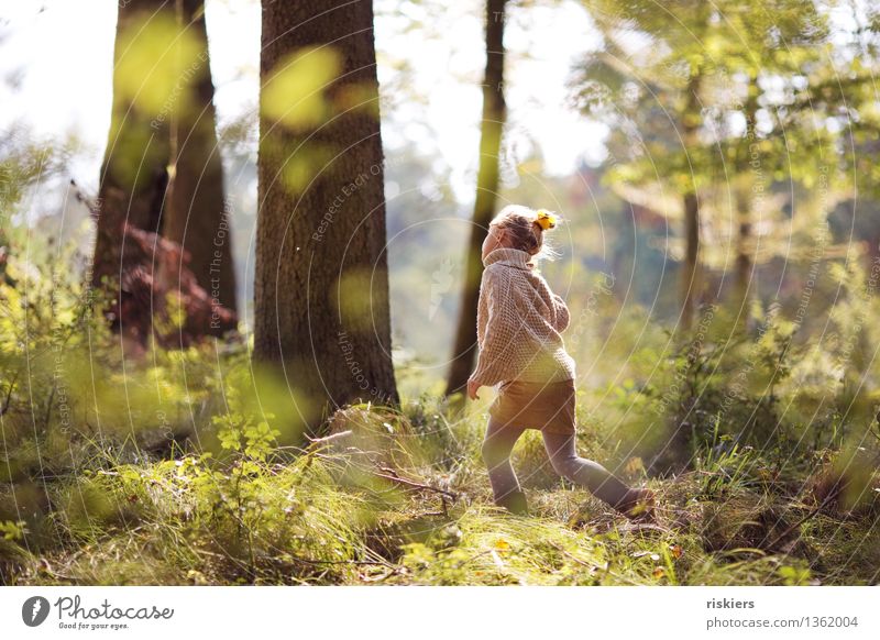 Waldkind Mensch feminin Kind Mädchen Kindheit 1 3-8 Jahre Umwelt Herbst Schönes Wetter entdecken Erholung leuchten rennen Blick wandern Fröhlichkeit frisch