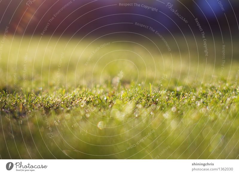 morgentau. ein klassiker. Natur Landschaft Wassertropfen Herbst Klima Wetter Gras Garten Wiese glänzend ruhig Tau Farbfoto Gedeckte Farben Außenaufnahme