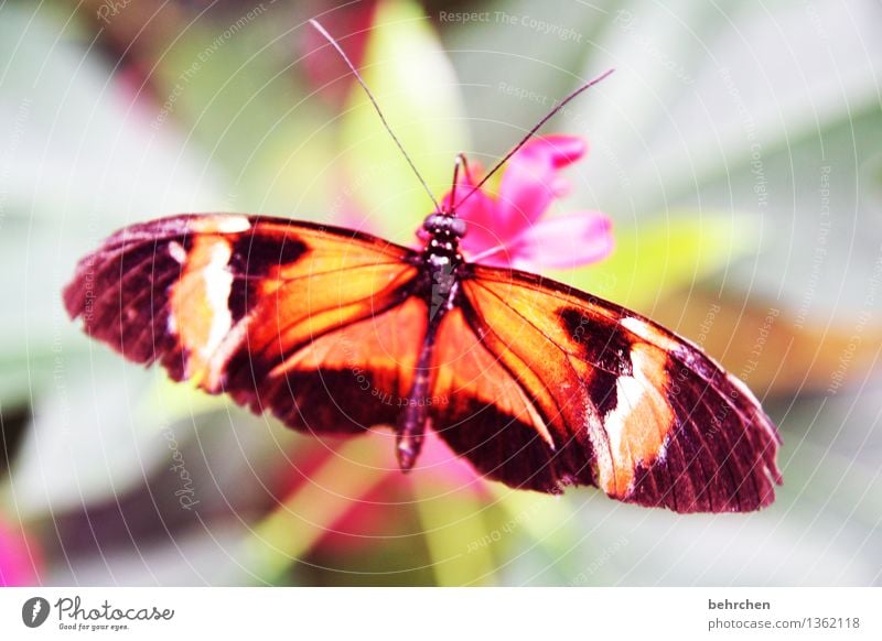 oben auf Natur Pflanze Tier Baum Blume Sträucher Blatt Blüte Garten Park Wiese Wildtier Schmetterling Tiergesicht Flügel 1 beobachten Erholung fliegen Fressen