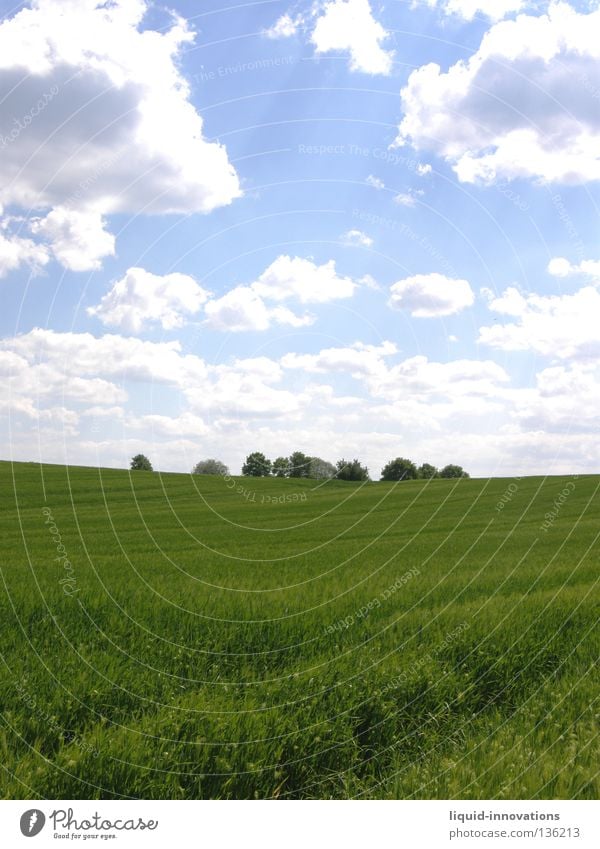 Freiheit III Feld Gras Gerste Baum grün Physik Frühling Kraft frisch saftig Wolken Horizont Sommer Himmel Wärme Natur frei blau