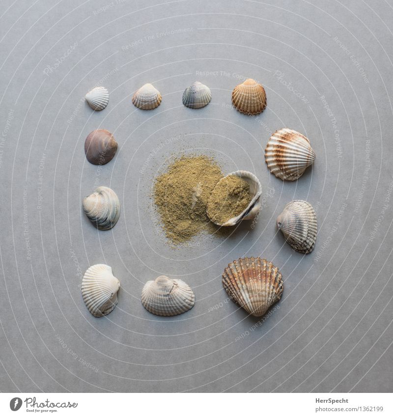 Strandgut Souvenir Sammlung Sammlerstück Sand ästhetisch braun grau Urlaubsstimmung Super Stillleben knolling Anordnung Muschel Quadrat Farbfoto Gedeckte Farben