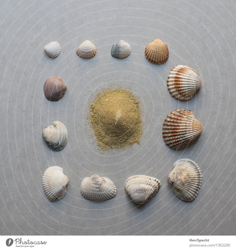 Bausatz Strand Souvenir Sammlung schön natürlich braun grau Stillleben Muschelschale Sand Sandstrand Urlaubsstimmung Farbfoto Gedeckte Farben Innenaufnahme