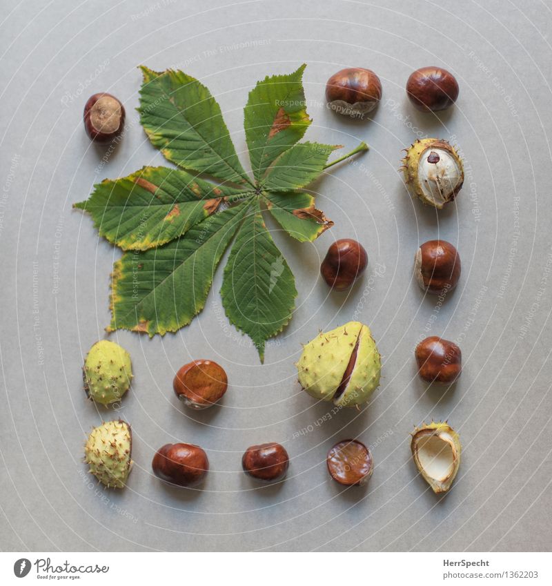 Kastanisch Pflanze Blatt Sammlung natürlich braun grün Super Stillleben Natur Ernte Kastanie Kastanienblatt Herbst herbstlich Anordnung knolling Farbfoto