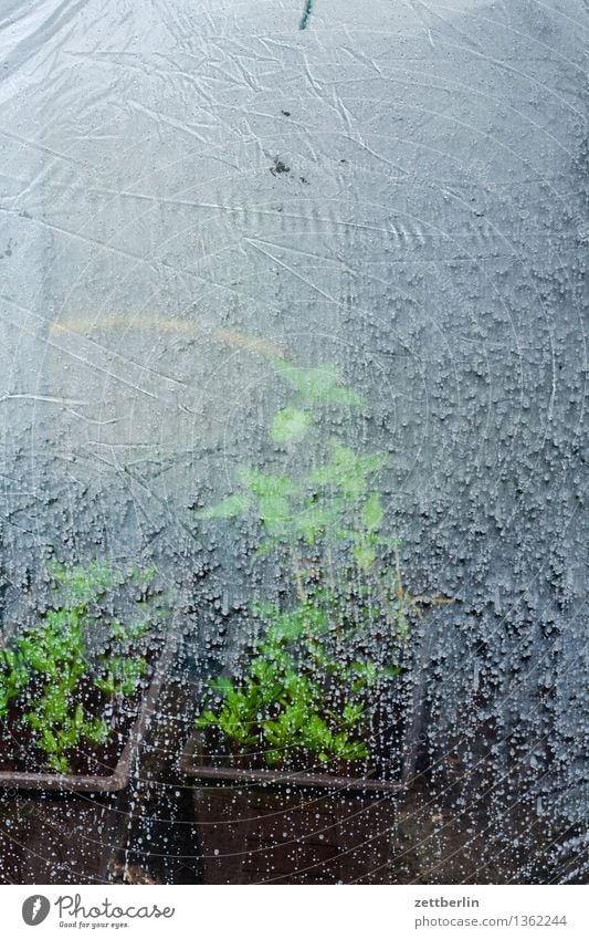 Frühbeet Frühling Garten Schrebergarten frühbeet Gewächshaus Fensterscheibe Folie Trieb Jungpflanze Aussaat säen Tau Morgen trüb Blumenkasten Tomatenplantage