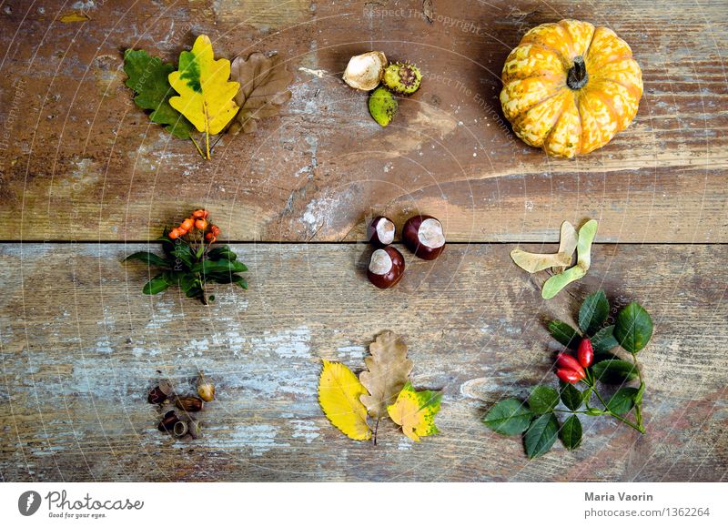 Herbst im Detail Lebensmittel Gemüse Natur Pflanze Sträucher Blatt Grünpflanze Holz verblüht Umwelt Vergänglichkeit Wandel & Veränderung Herbstlaub Kürbis