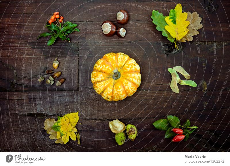 Herbst im Detail 3 Lebensmittel Gemüse Umwelt Pflanze Sträucher Blatt Grünpflanze Holz Vergänglichkeit Herbstlaub Anordnung Kürbis Kastanie Eichenblatt