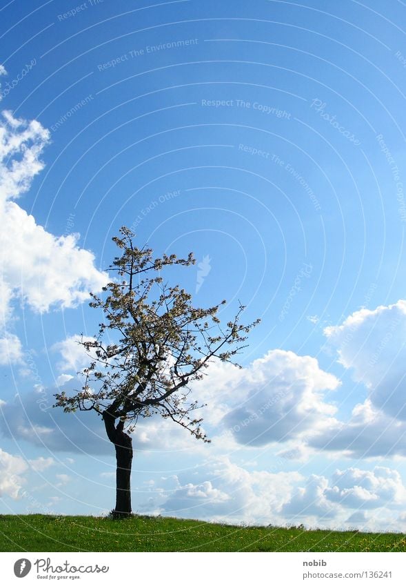 einsam Einsamkeit Baum grün Wolken Wiese Frühling ruhig mono Himmel blau Sonne