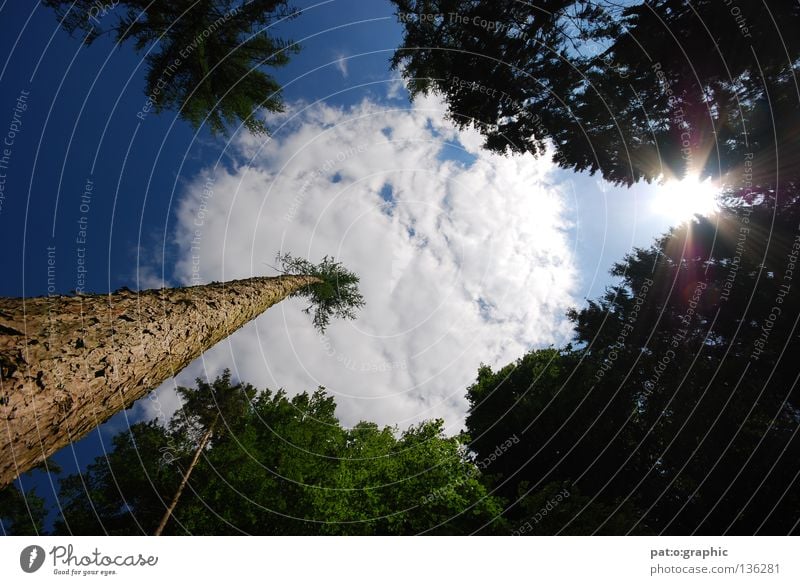 "Palme" Stock Baum Tanne Fichte Wald Wolken Sommer Sträucher Löwenzahn Stein Sonne Refektion Blendenfleck Himmel Natur Contre-jour Contre-jour-shot