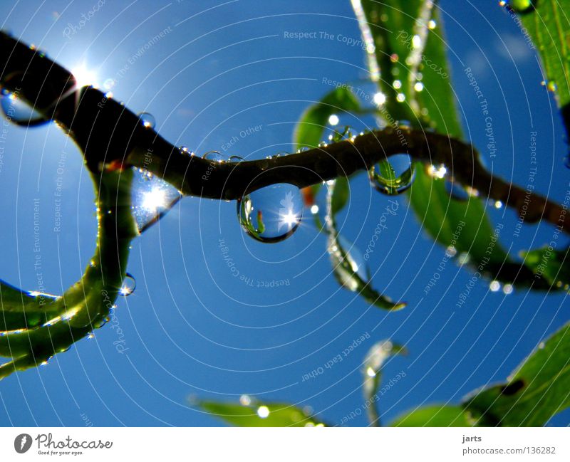 gutenmorgenbild nass Baum Blatt frisch Sonnenstrahlen Himmelskörper & Weltall Wasser Wassertropfen Regen Seil Spieglung jarts Natur blau Ast Blauer Himmel