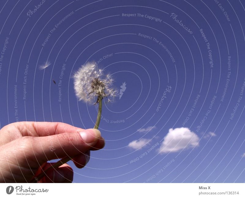 Da fliegt was Farbfoto Außenaufnahme Tag Freude Sommer Luftverkehr Hand Finger Himmel Wolken Blume fliegen verblüht blau weiß Löwenzahn blasen Abheben Daumen