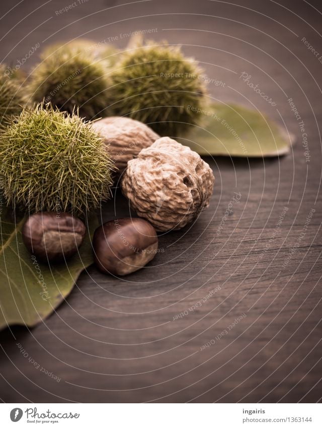 Herbstfrüchtchen 2 Pflanze Blatt Walnuss Nuss Schalenfrucht Frucht Maronen Holz Gesundheit lecker natürlich rund stachelig braun grün Baumfrucht Kastanie