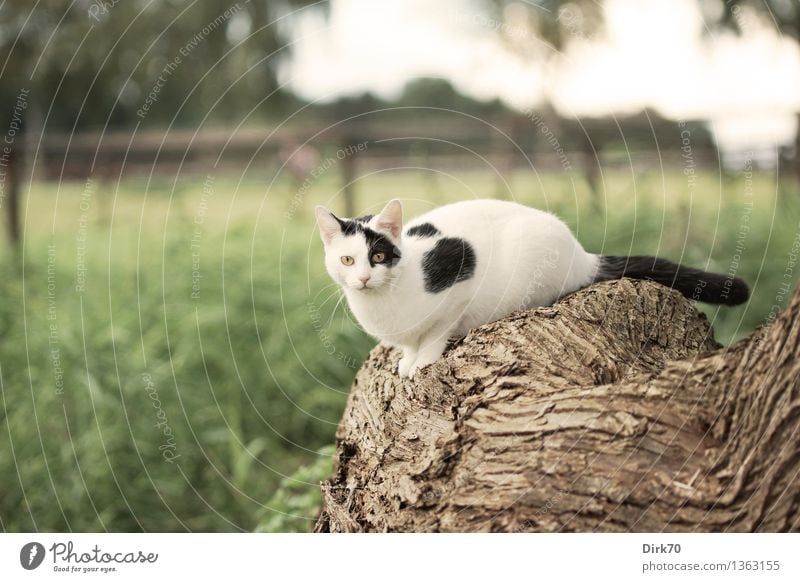 Posieren für den Photographen II Natur Herbst Schönes Wetter Baum Gras Baumstamm Baumrinde Weide Wiese Feld Weidezaun Tier Haustier Katze Hauskatze 1 beobachten