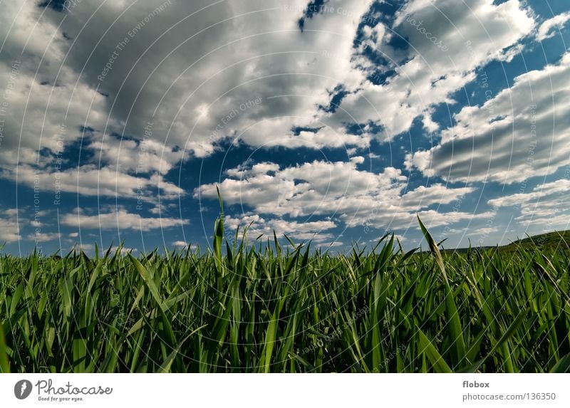 Wolkenbehangen Wolkenfeld Feld Ackerbau Wolkenformation Wolkenfetzen Wolkenhimmel Panorama (Aussicht) grün weiß himmelblau Natur Landschaft