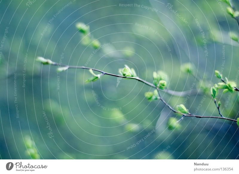 sanft-kühl Baum Frühling Wachstum Reifezeit zart Unschärfe Tiefenschärfe Offenblende Pflanze kalt Sträucher Park Ast Blütenknospen Natur Außenaufnahme