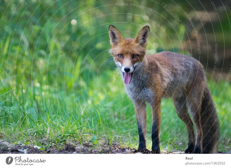 Fuchs I Natur Tier Sommer Schönes Wetter Gras Wald Wildtier 1 beobachten atmen Blick in die Kamera grün Waldtier stehen wild frei Zunge warten Farbfoto