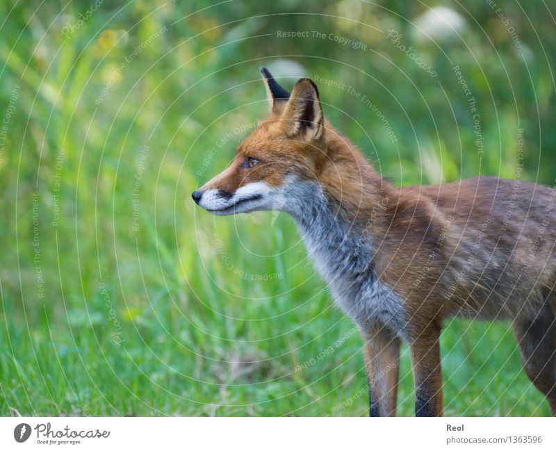 Fuchs II Natur Tier Sommer Schönes Wetter Gras Wiese Wald Wildtier 1 beobachten grün Jagd stehen Waldtier heimisch wild Waldlichtung frei hören Farbfoto