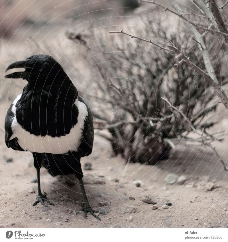 elster Elster Vogel schwarz weiß Sträucher Baum Krähe Rabenvögel Schnabel Dieb Krimineller Feder Sand Krallen diebisch Hinterhalt habsucht gauner