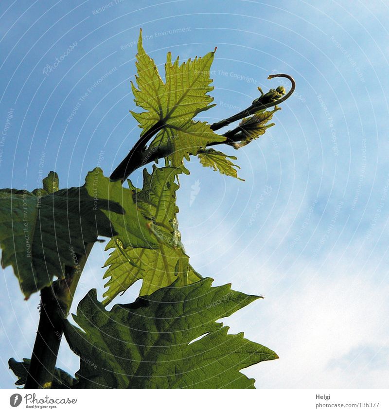 Ranke einer Weinrebe mit Weinblättern vor blauem Himmel Weinranken Blatt Weinblatt Stengel Gefäße Blattgrün Wolken weiß Frühling Sommer Mai Wachstum Pflanze