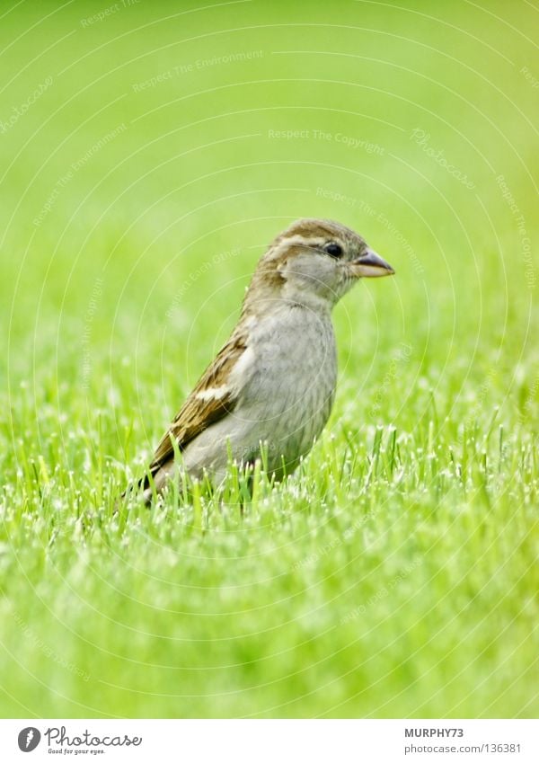 Hallo... ist da wer? Spatz Vogel Schnabel Feder Tier Silhouette braun beige grau grün Frühling Garten Park Spatzendame Dame Spatzenweibchen Vogelweibchen Rasen