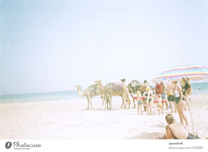 aufsteigende Gerade (mit Kamelen) Dromedar Tier Sonnenschirm Nordseeküste See Meer Strand Ferien & Urlaub & Reisen Sonnenbad heizen Tourist Physik heiß Afrika