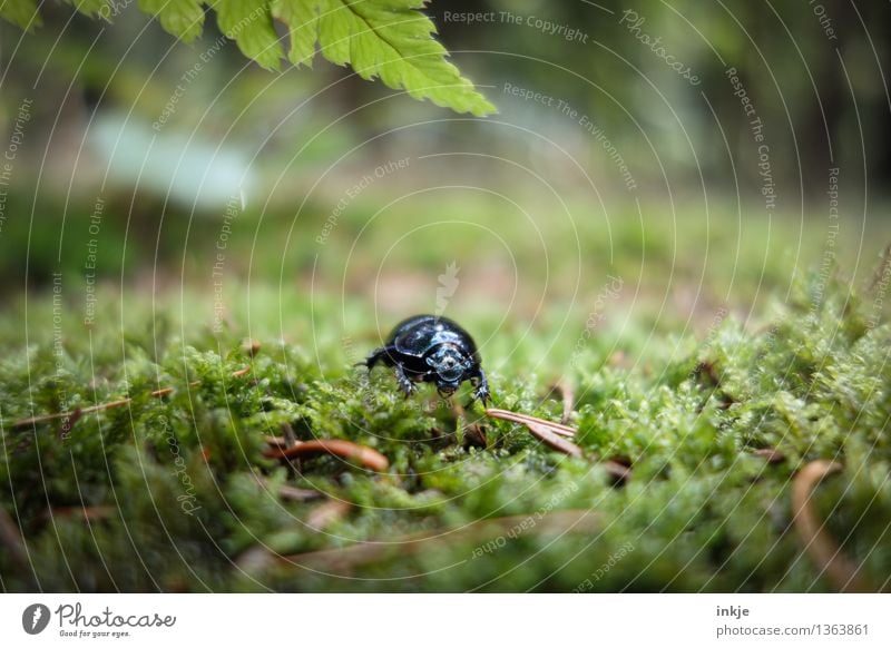 Karl ahnt Artgenossen Natur Frühling Sommer Herbst Moos Farn Waldboden Wildtier Käfer Mistkäfer 1 Tier krabbeln glänzend klein grün schwarz Farbfoto