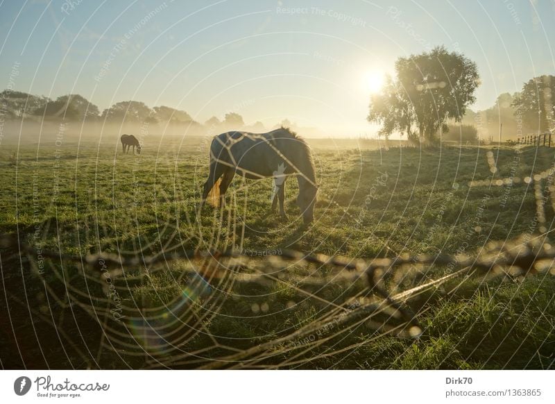 Altweibersommer Umwelt Natur Landschaft Wolkenloser Himmel Horizont Sonne Sonnenlicht Herbst Klima Schönes Wetter Baum Gras Wiese Weide Tier Nutztier Pferd