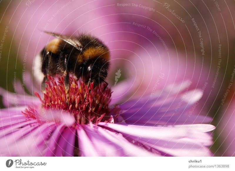 Herbstmahlzeit Natur Pflanze Blume Astern Garten Tier Wildtier Hummel Insekt 1 Duft lecker gelb violett rosa schwarz "Gartenhummel Bombus Nektar sammeln Flügel