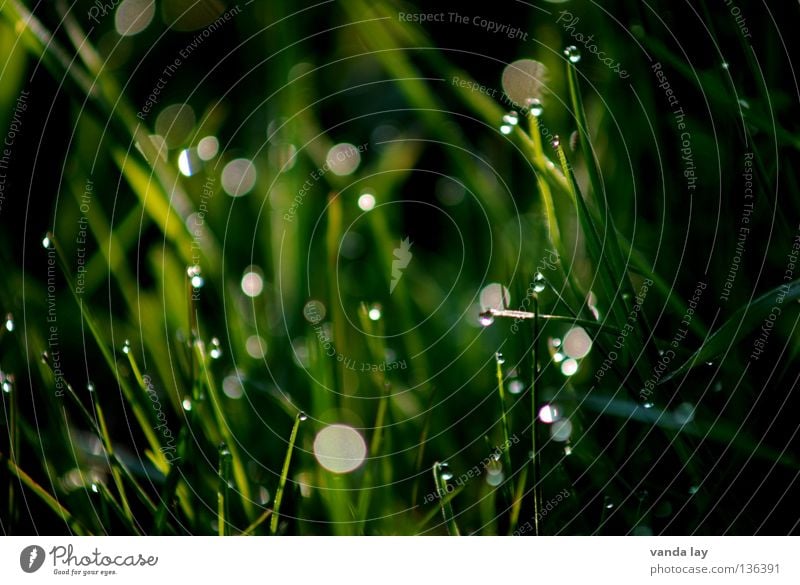 Green green gras of home Gras grün frisch dunkel Lichtpunkt Wiese Frühling Makroaufnahme Nahaufnahme Punkt dot Seil Wassertropfen fresh Natur