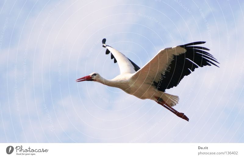 fly away Storch Weißstorch Schnabel Freiflug Blauer Himmel sonnenbeschienen Federvieh groß Suche ruhig Ferne Geburt Vogel Afrika Frühling Hausstorch