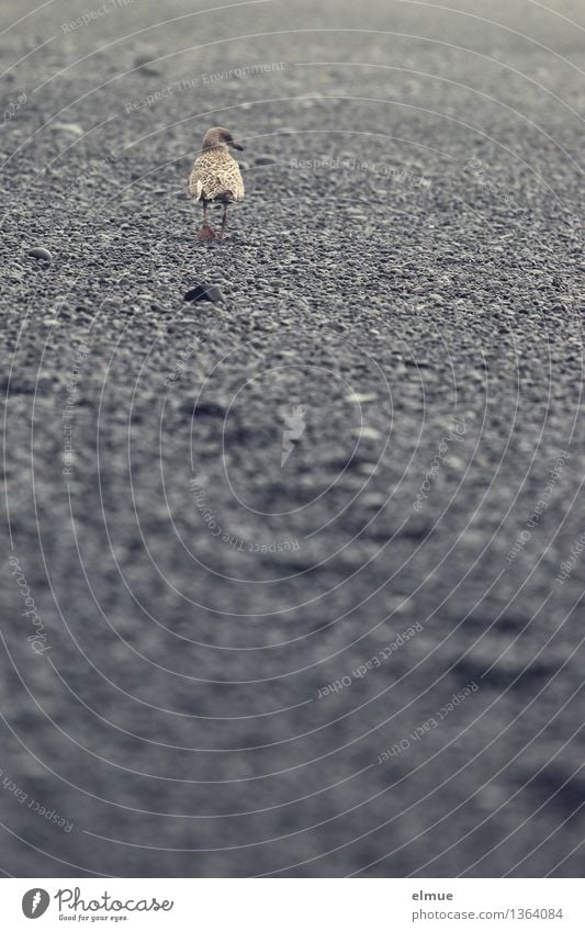 Ich mach dann mal die Möwe! Strand Island Vogel Spuren beobachten laufen Blick Coolness Wachsamkeit Gelassenheit Selbstbeherrschung Neugier Angst Misstrauen