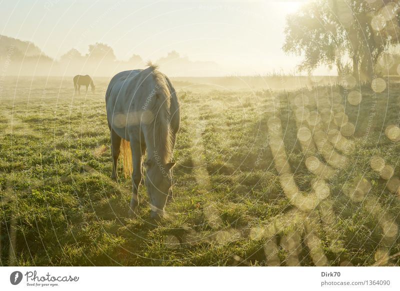 Frühstück im Morgennebel Reiten Sonne Sonnenlicht Herbst Schönes Wetter Nebel Baum Gras Weide Wiese Bremen Niedersachsen Haustier Nutztier Pferd Schimmel